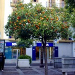 апельсиновые деревья, Севилья