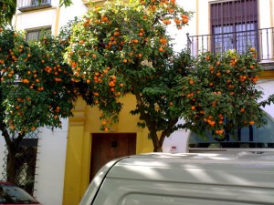 апельсиновые деревья, Севилья